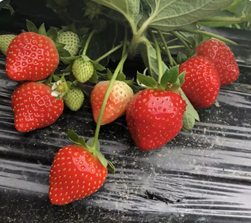 成都冬草莓采摘地图3.0!这些拍照超好看的农场