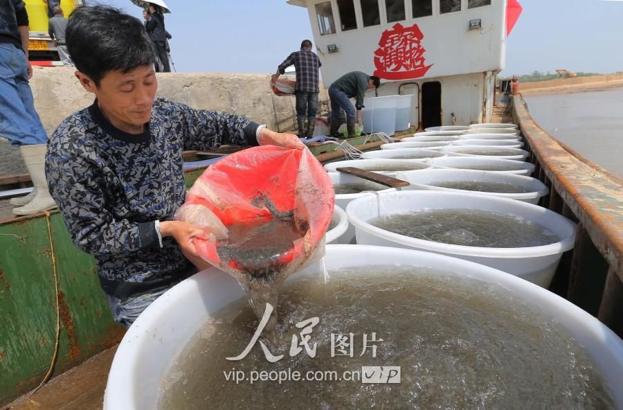 江苏省今年首次放流中国对虾