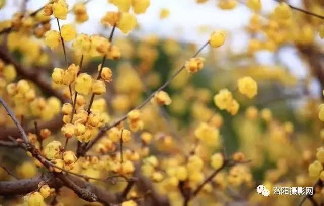 一夜春风来，春天洛阳最美赏花地请收藏