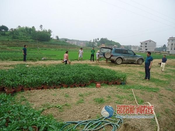 新邵县红庙村盆景蔬菜拓宽村民致富路