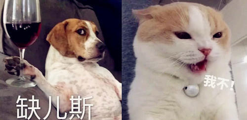 萌宠搞笑表情,不做话题终结者,要做整人聊天搞笑带字表情动态图片