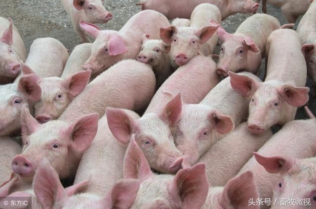 如何让养猪成本下降,利润翻番?