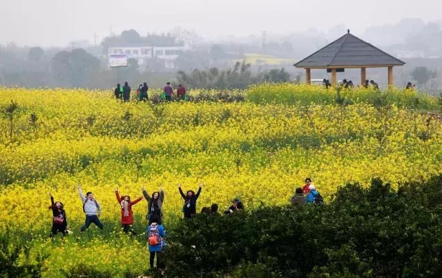 大四川七彩花海要美炸了？最新赏花地图在此，请收好！