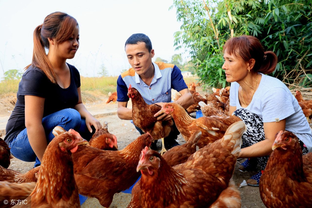 大学生做鸡的生意为啥被人议论纷纷?事实证明