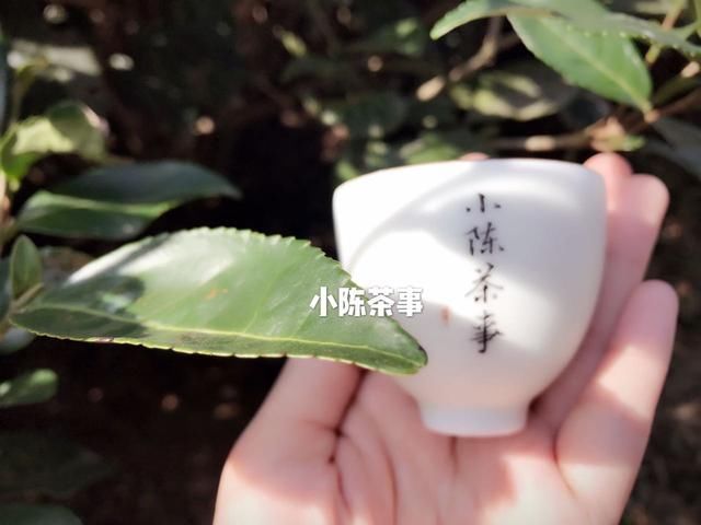 存白茶的3个误区，你中招了吗？