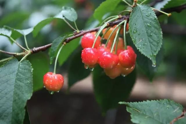 旅游丨泸定樱桃节，我们准备好了！您呢？