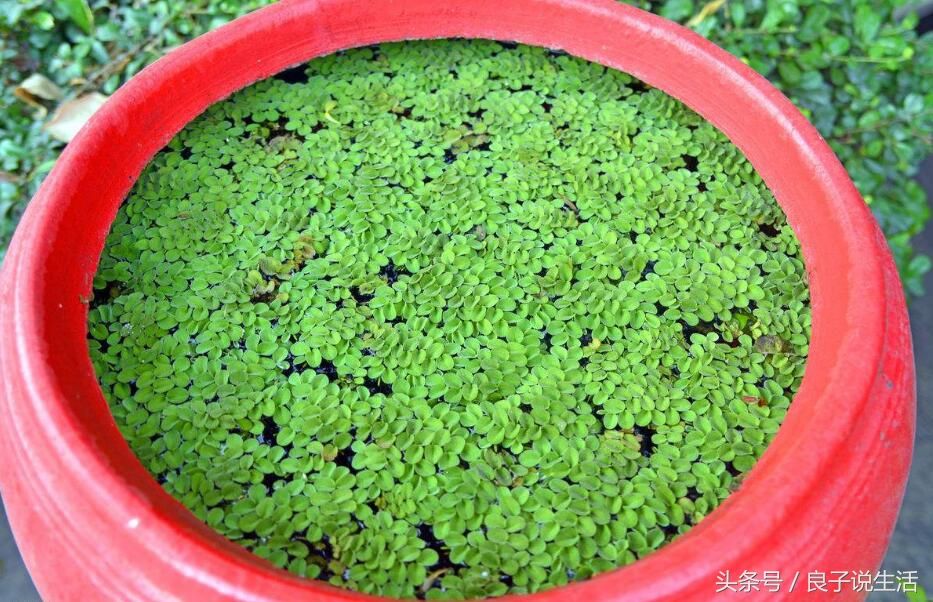 有鱼友喜欢在鱼缸里放一些浮萍,但这么做还需