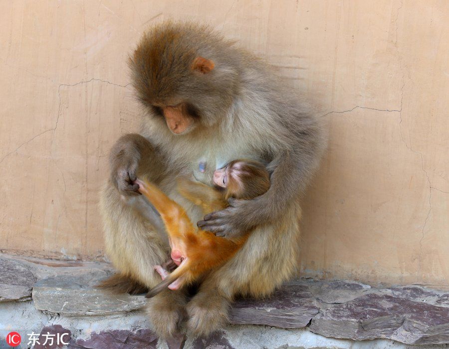 猴妈妈带猴宝宝看世界 小猴纸啥都要咬一口尝