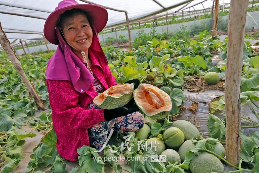 陕西大荔:大棚哈蜜瓜早上市