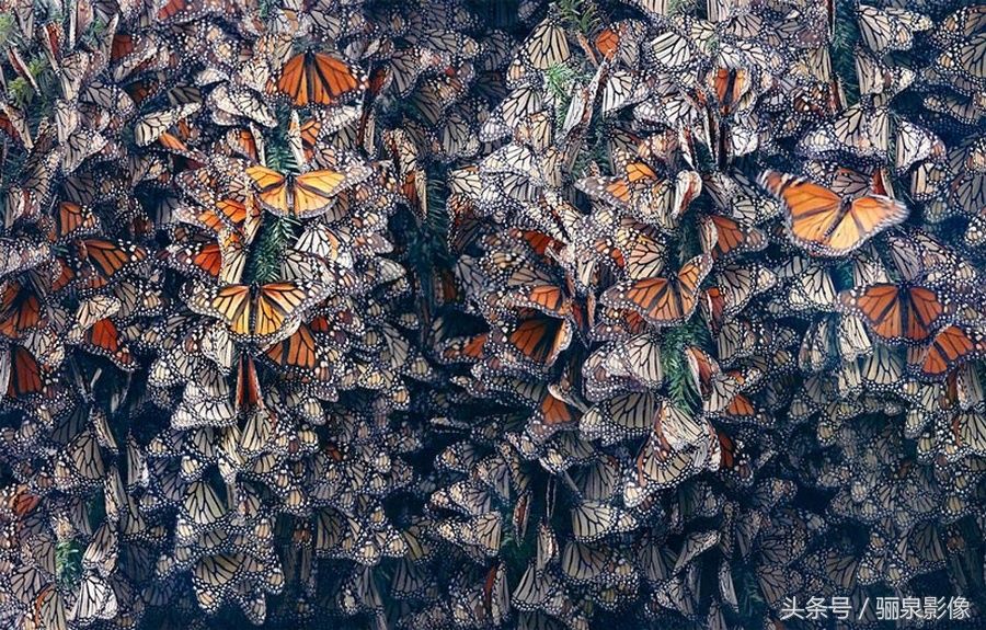 Tim Flach:唤起怜悯之心 充满人性的动物肖像