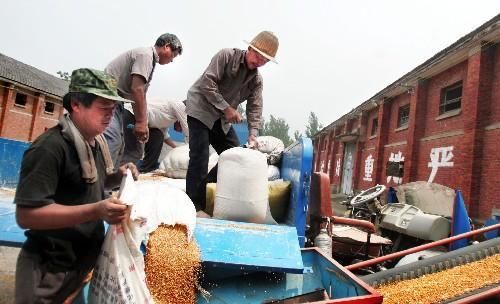 粮贩子压价收粮？一文讲透粮食贸易利益链条