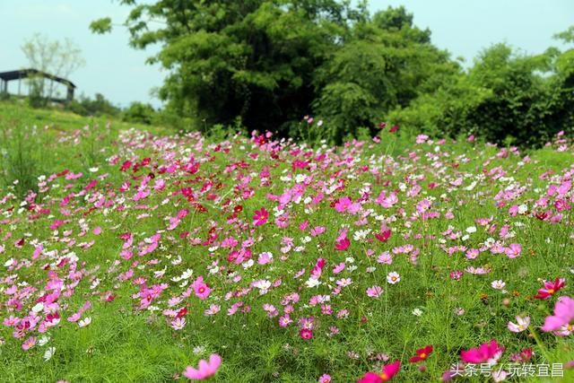 湖北宜昌：格桑花开 美到惊艳