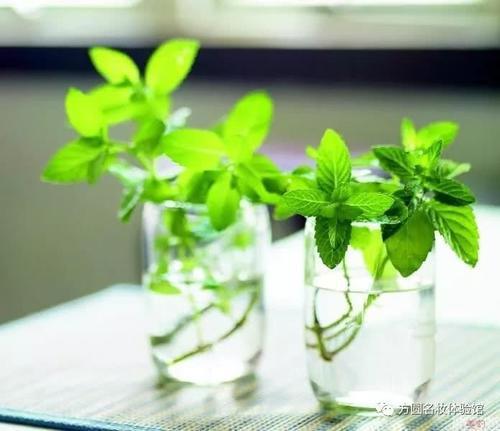 轻度烫伤时如何使用精油应急?