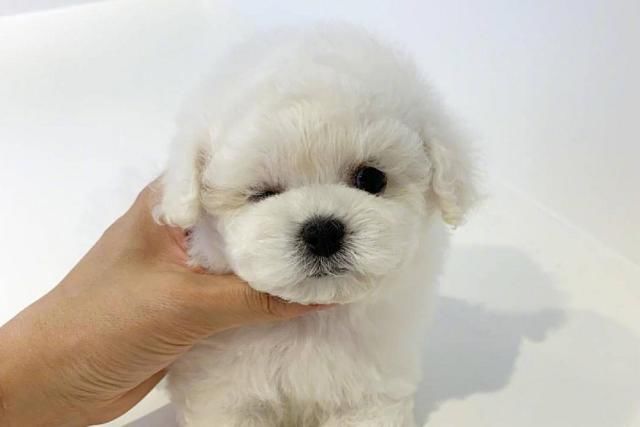 出国要办理哪些手续