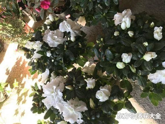 被花友吐槽最难养的3种花,你养过没?生无可恋有没有! - 武汉老徐 - 武汉老徐的博客 被花友吐槽最难养的3种花,你养过没?生无可恋有没有! - 武汉老徐 - 武汉老徐的博客