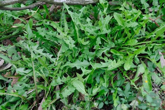 农村的野菜荠荠菜竟有这么多功效， 春季不吃待何时？
