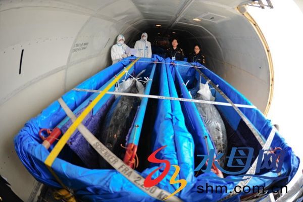 烟台海关助力7头水中精灵宽吻海豚顺利入境