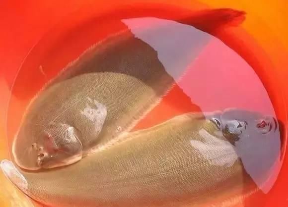 海南渔民整理的海鲜大全 ，以后不怕不认识海鲜了，赶紧收藏!