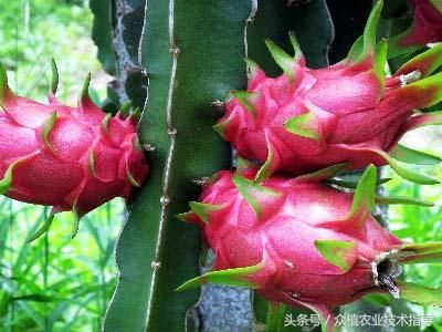 火龙果栽培管理技术