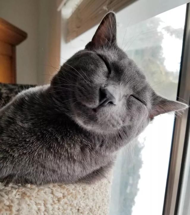 小猫表情包动态搞笑 t01d6148f70ef0914f8.jpg