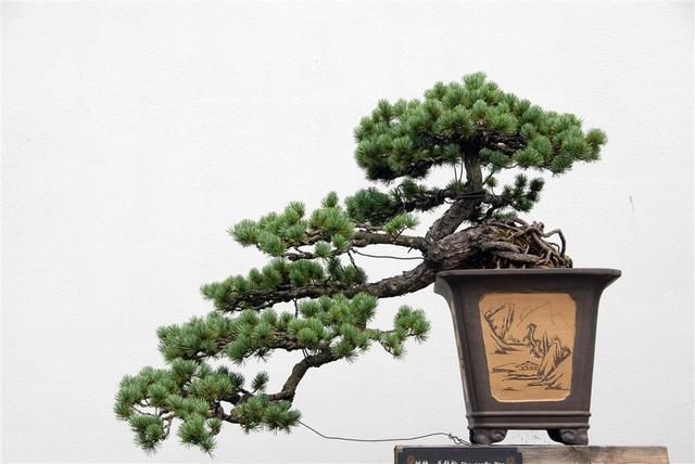 制作盆景的松树要求树干苍老、嶙峋古朴