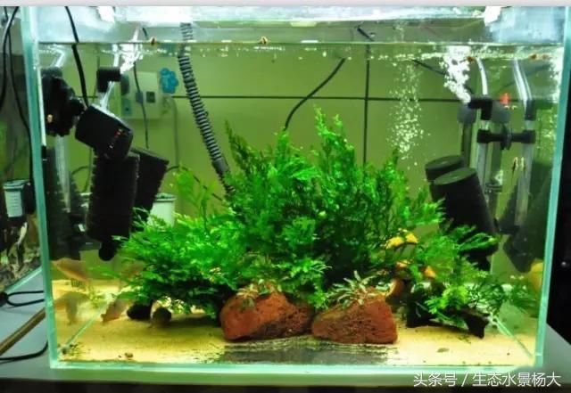 鼠鱼造景那么多一款适合你