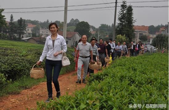 岳阳县千苗苹果桃新鲜出园“快购快送”团队爱心助农