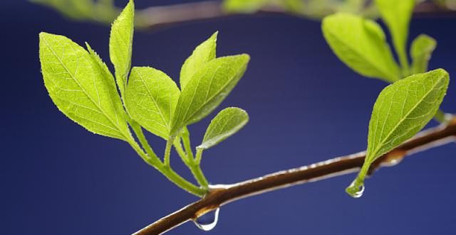 本周气温先降后升，周中有雨！6月以后持续好天来临