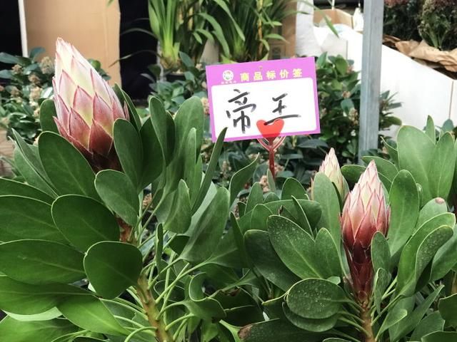 春节花卉市场感受新春节日气氛