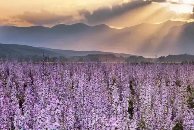 新疆最虐最美的公路:雪山、草原、花海、天马