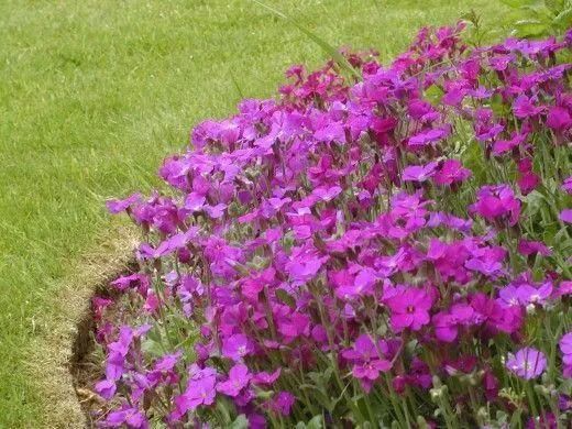 12种花朵五颜六色的夏季花卉，种在院子里就能开花灿烂