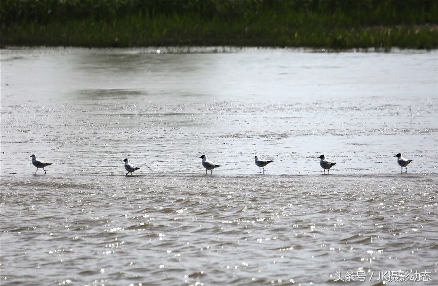 黑嘴鸥、翘鼻麻鸭在辽河绿水湾风景区栖息享受初夏暖阳