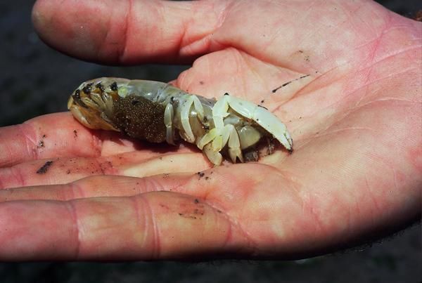 男子趴在海滩边挖洞让人不解，随后取出来的生物叫人惊奇