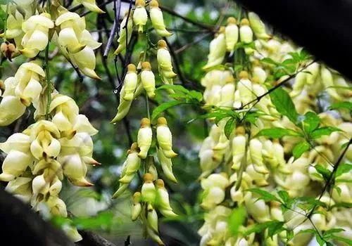 周六免费!广州附近这片禾雀花海没爆了,千万别错过了...