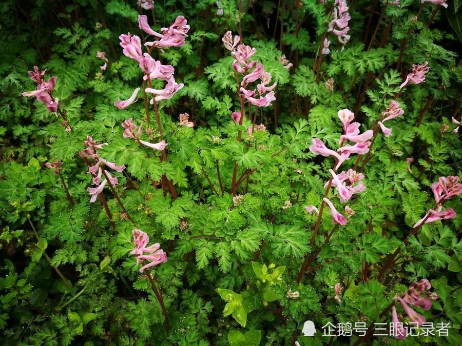 乡村荒草地，春日里开紫色小花的植物，有观赏价值，也有药用价值