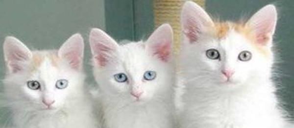 「CatTalk说猫」第22期:猫中臻品,价值上千万的猫 龙8国际PT平台