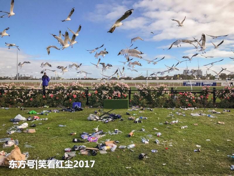 来自澳大利亚的有趣照片 来自澳洲的那些趣事，袋鼠乱穿马路，蛇