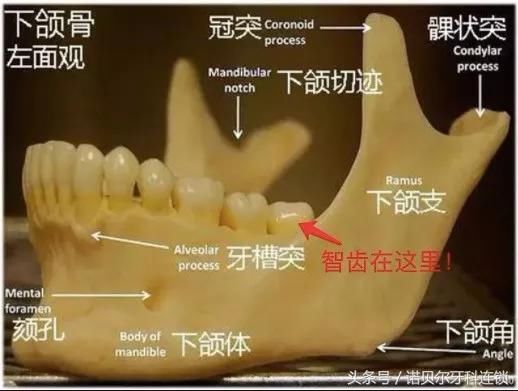 关于牙齿的谣言，你信了多少？