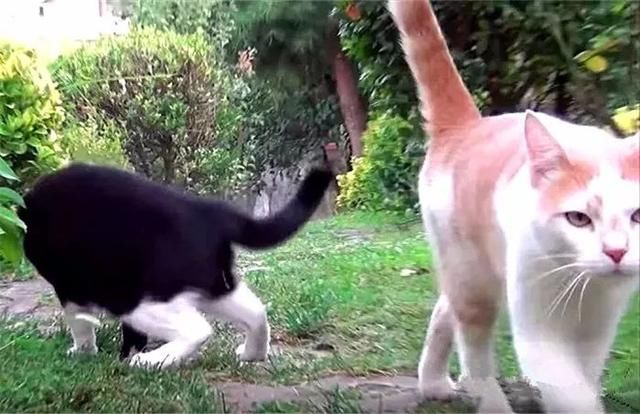 橘猫见对象与狸花猫a对象,考研后仍v对象原谅,主表情包后图生气图片