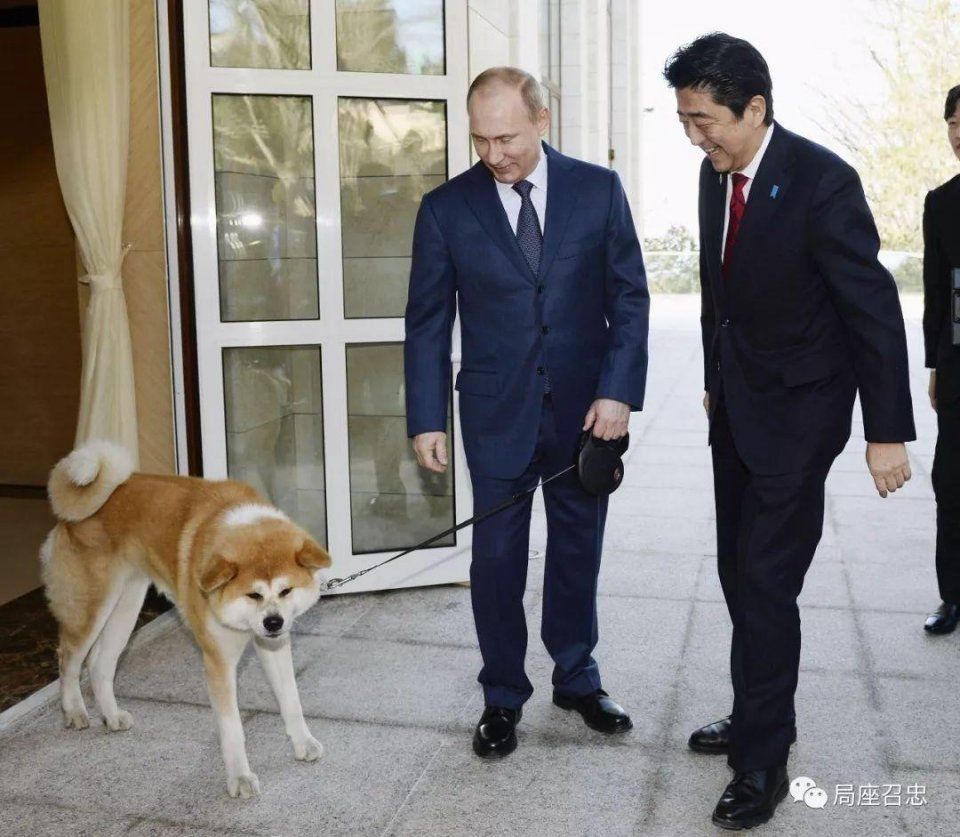 日本又给俄罗斯送秋田犬了，然而安倍还是被普京晾了48分钟~