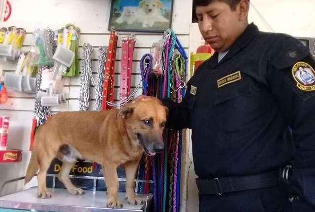 警犬怎么收养