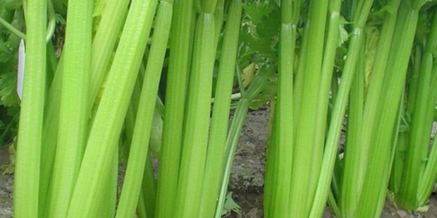 减肥食谱低卡路里排行榜v宝宝宝宝食谱图片