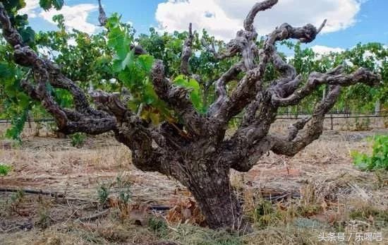 法国红酒vs澳洲红酒:新旧世界大对战