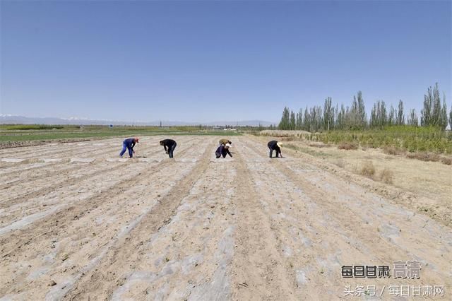 战风暴缚黄龙 八步沙漠变绿洲 祁连山下织锦绣