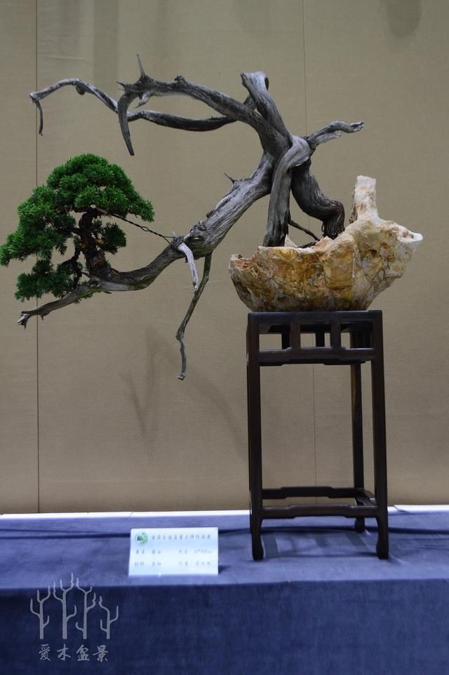 杭州夏国余松树盆景，山东范义成柏树盆景，首届大师盆景展