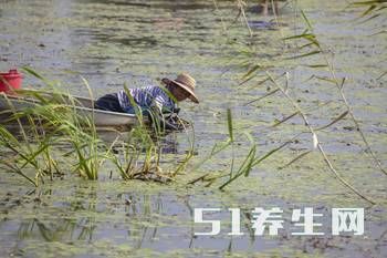 这种裹满粘液的水草，曾是乾隆最爱，如今是珍贵野菜与鲈鱼齐名