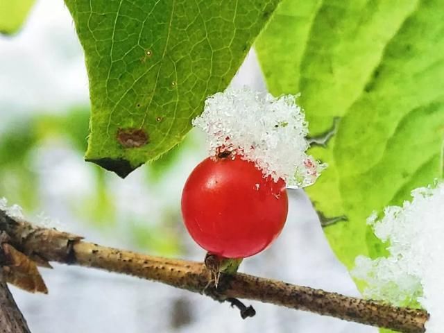 长春预计有暴雪