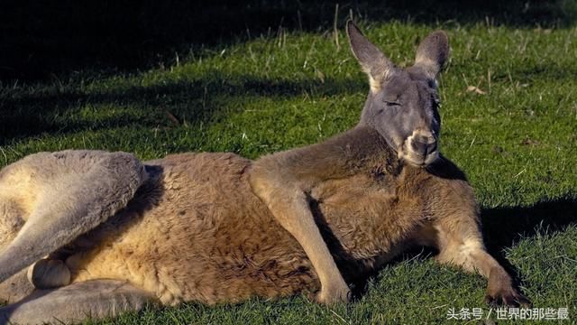 袋鼠作为拳击高手,能否打赢银背大猩猩?
