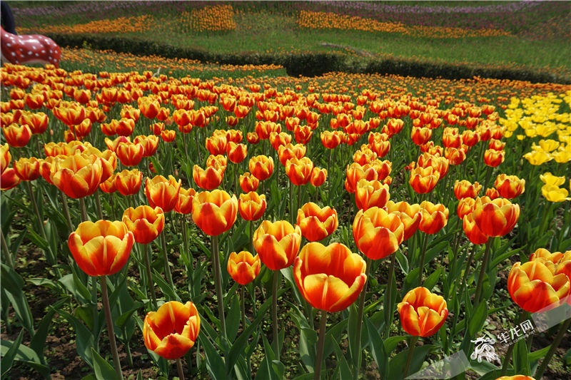 又是赏花好去处 长寿湖100余万株郁金香开好啦