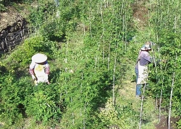 浙江覆盆子产新，枝子上带刺采收费时费力